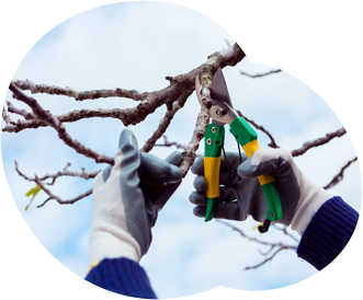 Tree Pruning & Maintenance