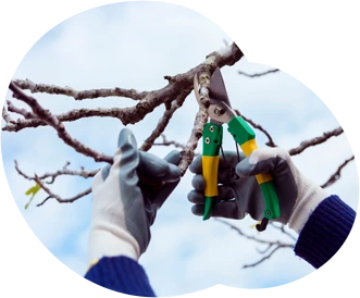Tree Pruning