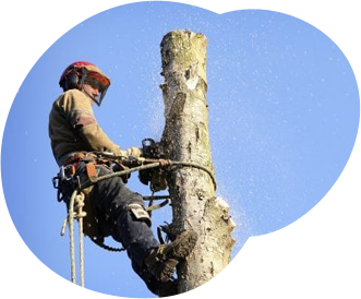 Tree Removal