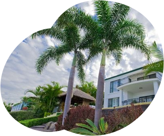 Palm Tree Services