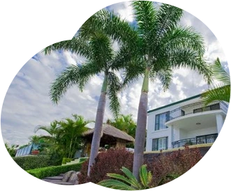 Palm Tree Services